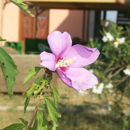 Agriturismo La Nocciolina Venturina Terme Kültér fotó