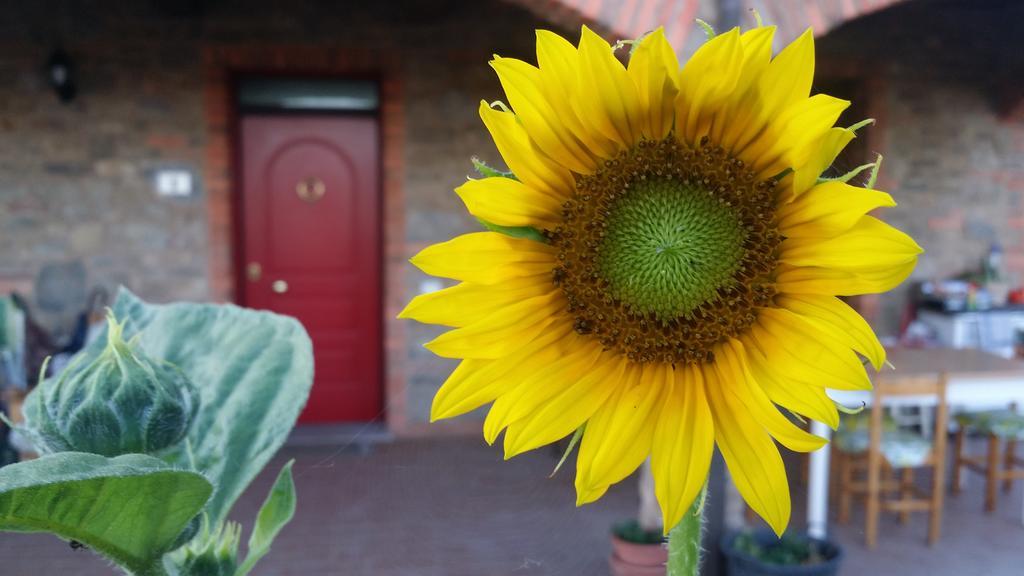 Agriturismo La Nocciolina Venturina Terme Kültér fotó